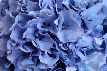Beautiful light blue hortensia flowers as background, closeup