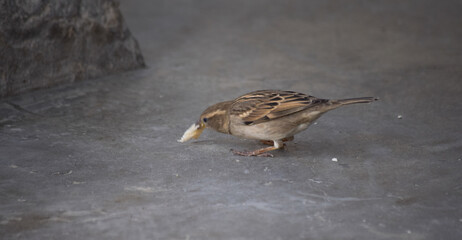 Asian Sparrow birds feeding on land earth wild life animal house finches close up