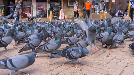 pigeons on the street