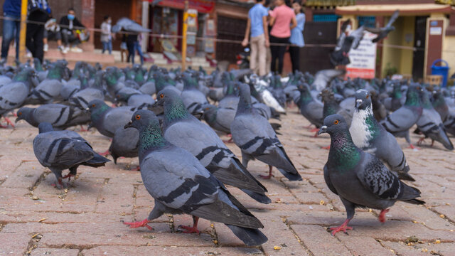 Flocks Of Pigeons In The City