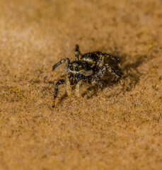 Jumping Spider