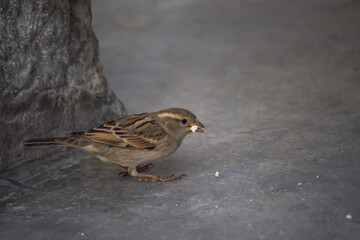 Asian Sparrow birds feeding on land earth wild life animal house finches close up
