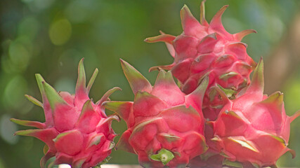 red pitahaya or dragon fruit on wooden table outdoors with blur background and space for text