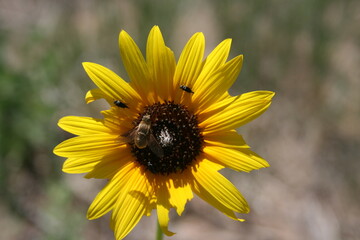 Insects on Sunflower
