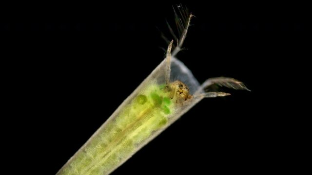 Trichoptera larva under a microscope, family Leptoceridae. They live at bottom of water bodies, feed on algae - algophages.