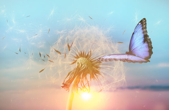 Fototapeta Beautiful butterfly and delicate fluffy dandelion at sunset