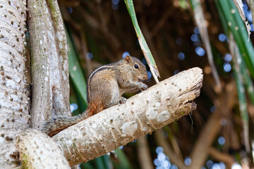 Hamster or chipmunk eating trash on the beach.