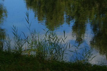 Fototapeta brzeg jeziora wodorosty i nadbrzeżna roślinność krajobrazy kończącego się lata obraz