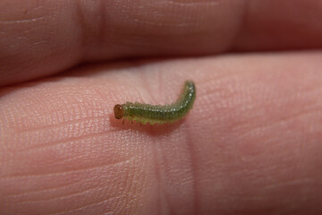 A small green caterpillar that was eating my rose leaves is so very small when compared to my hand.