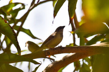 Sparrow Asian Bird On fruit tree outdoors wild life animal common house street finches close up wallpaper background