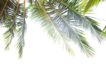 Palm branches against the sky on a tropical island.