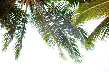 Obraz premium Palm branches against the sky on a tropical island.