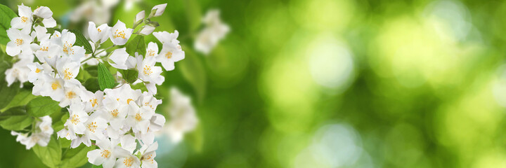 Beautiful white flowers of jasmine plant outdoors on sunny day, banner design. Bokeh effect - obrazy, fototapety, plakaty