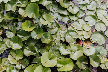 water lilies leaves on water