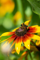 Bumblebee collects pollen from yellow flowers and clover in summer day.
