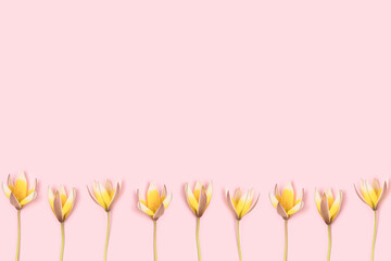 Row of yellow wild tulips flowers on a pink pastel background with place for text.