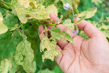 Farmer's hands inspecting insect-treated leaves of an eggplant. was bitten by the aphids until it was severely damaged. Thai eggplant is destroyed by pests.