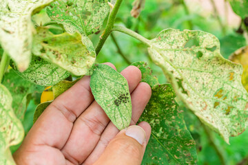Eggs of insects that are harmful to weeds, Farmer's hands inspecting insect-treated leaves of an...