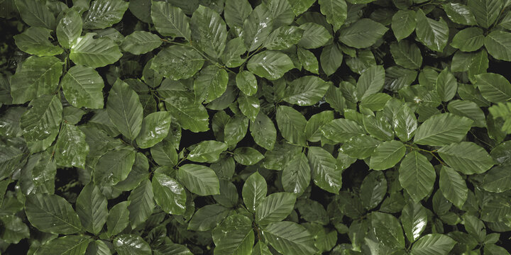 Wet beech leaves texture background. Common beech (Fagus sylvatica) green foliage pattern.