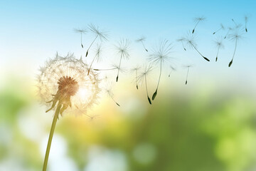 Beautiful fluffy dandelion and flying seeds outdoors on sunny day - Powered by Adobe