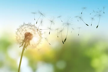 Foto op Canvas Beautiful fluffy dandelion and flying seeds outdoors on sunny day © New Africa