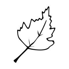 vector illustration isolated on a white background, hand-drawn maple leaf.