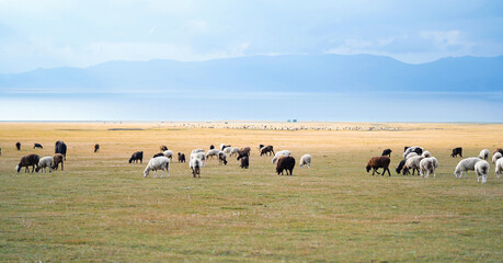 a flock of sheep in a field against the background of mountains and blue sky. High quality photo