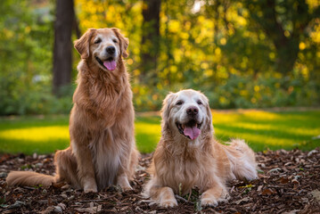 Two Golden Retrievers sitting close on grass