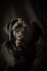 black labrador retriever dog portrait. Low key image, studio portrait
