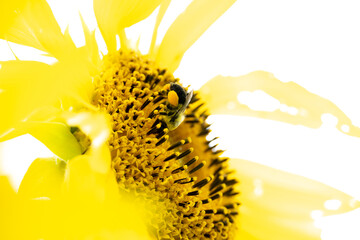 Bee on Sunflower