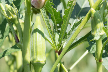 Okra Pod