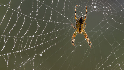 Spider on web