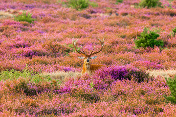 A deer in the heathland