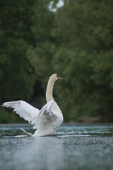 a swan in a lake - ein Schwan im Teich