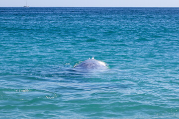 dolphin in the water