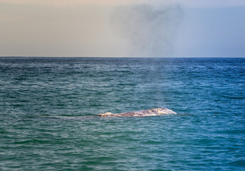 boat on the ocean