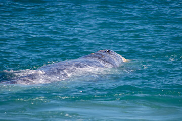 dolphin in the water