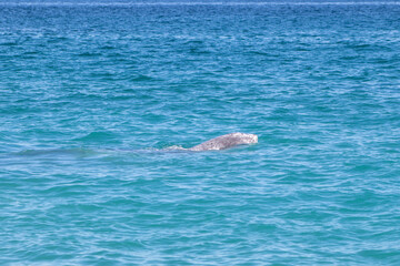 person swimming in the sea