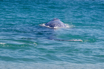 dolphin in the water