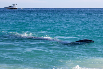 dolphin jumping in the water