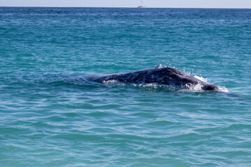 dolphin jumping in water