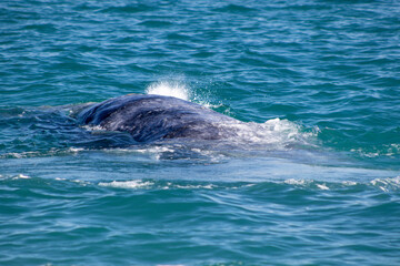 dolphin in the water