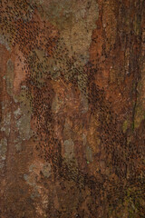 Glimpses of Maliau Basin, Borneo