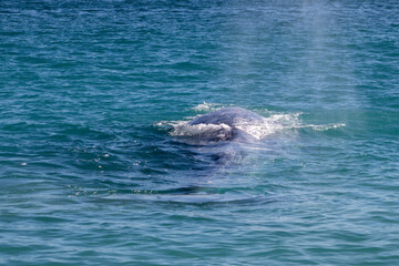 dolphin swimming in the sea