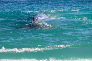 dolphin in the water
