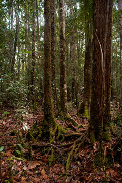 Glimpses of Maliau Basin, Borneo © Nicola