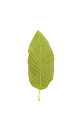 Fototapeta na wymiar Green kratom leaf also known as Mitragyna speciosa on white background with clipping path, concept of herbal remedy for chronic pain relief.