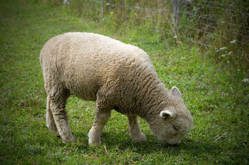Obraz na płótnie Canvas Lonely Young Sheep Grazing In a Grass Field Horizontal