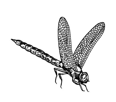 Black and white dragonfly with delicate wings sketch vector illustration. Vector ink drawing dragonfly, hand drawn illustration