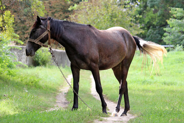 Naklejka na ściany i meble Dark bay horse grazing on green pasture, rural scene